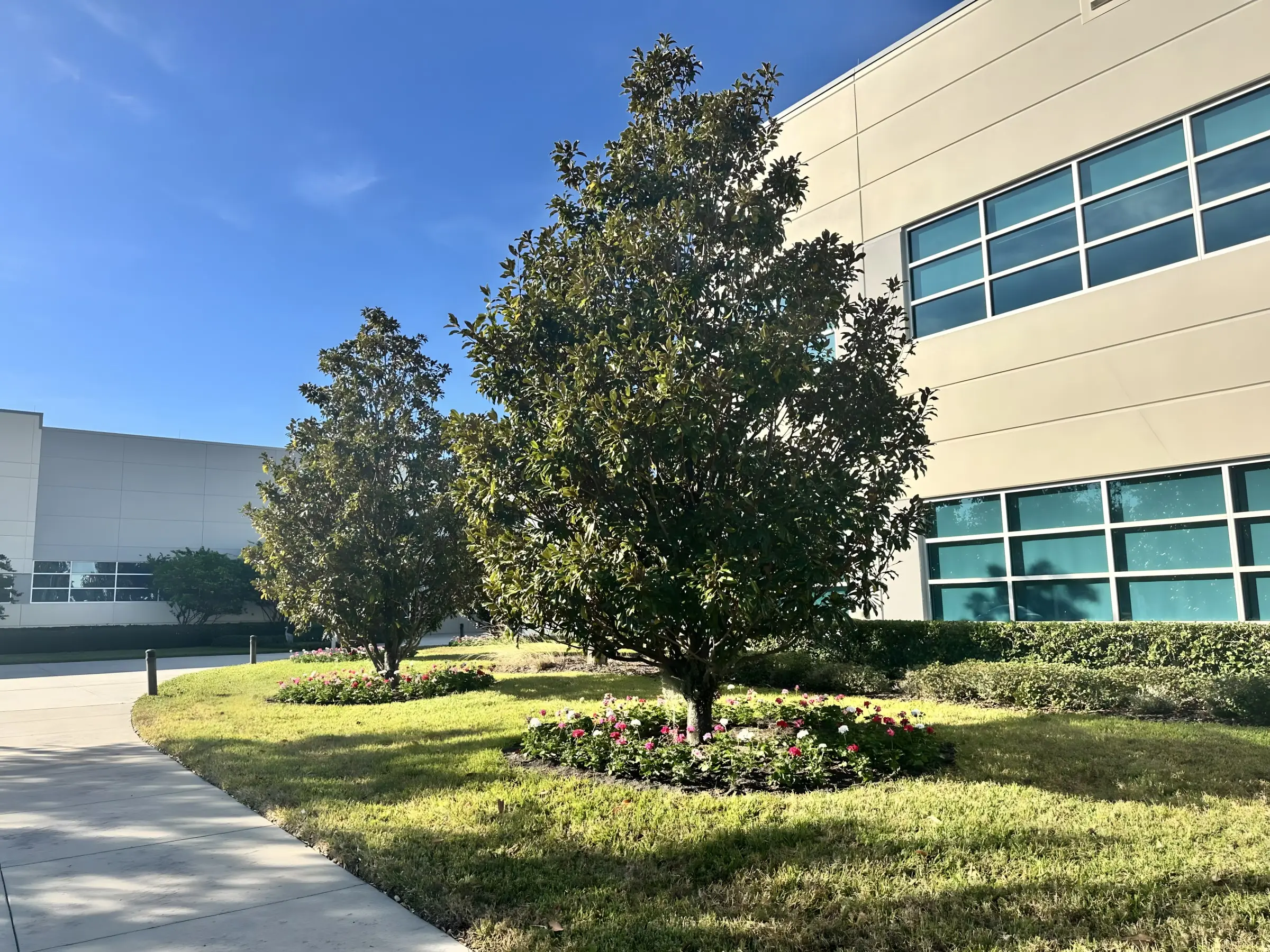 Maintained lawn, magnolia trees and flower beds at a Tampa commercial property