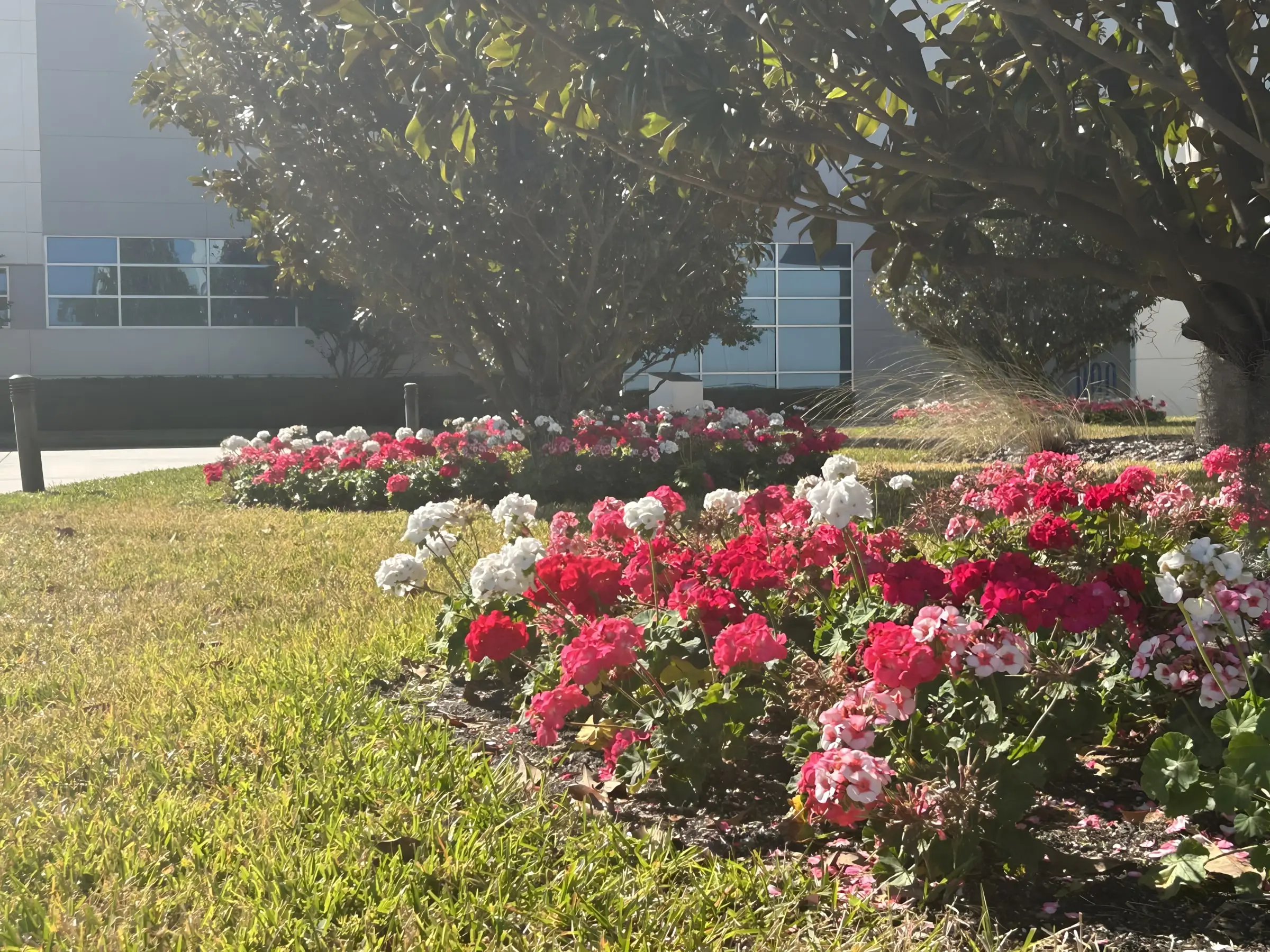 Beds of red, pink and white geraniums under trees at a Tampa commercial property