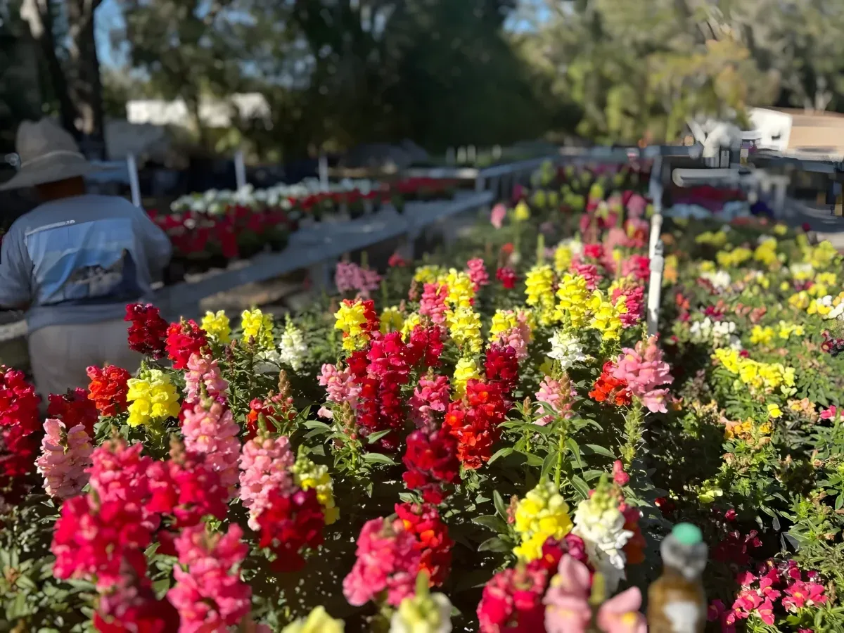 Seasonal flower bed at a Tampa commercial property