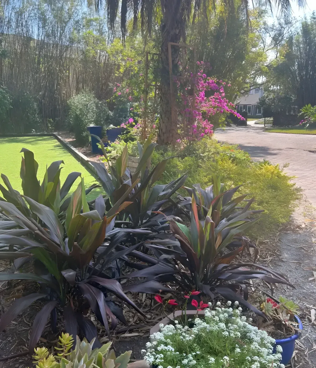 Bougainvillea planting at a Tampa property