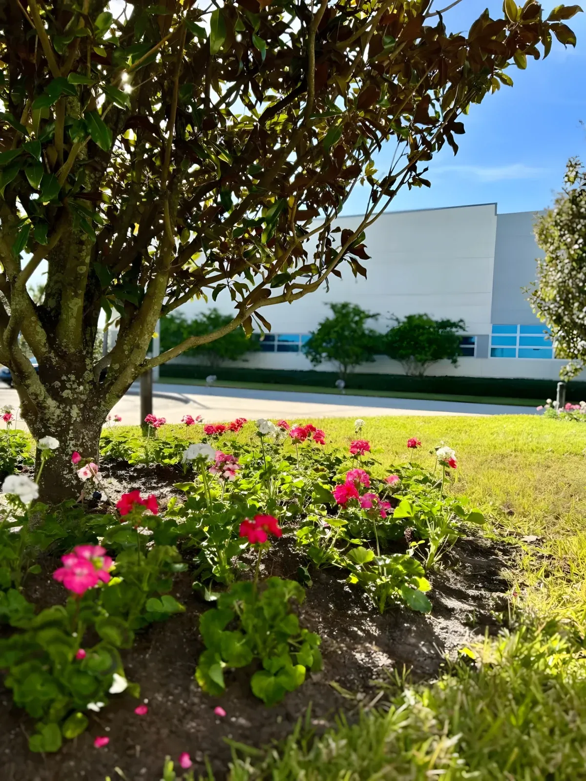 Flower bed outside a Tampa office