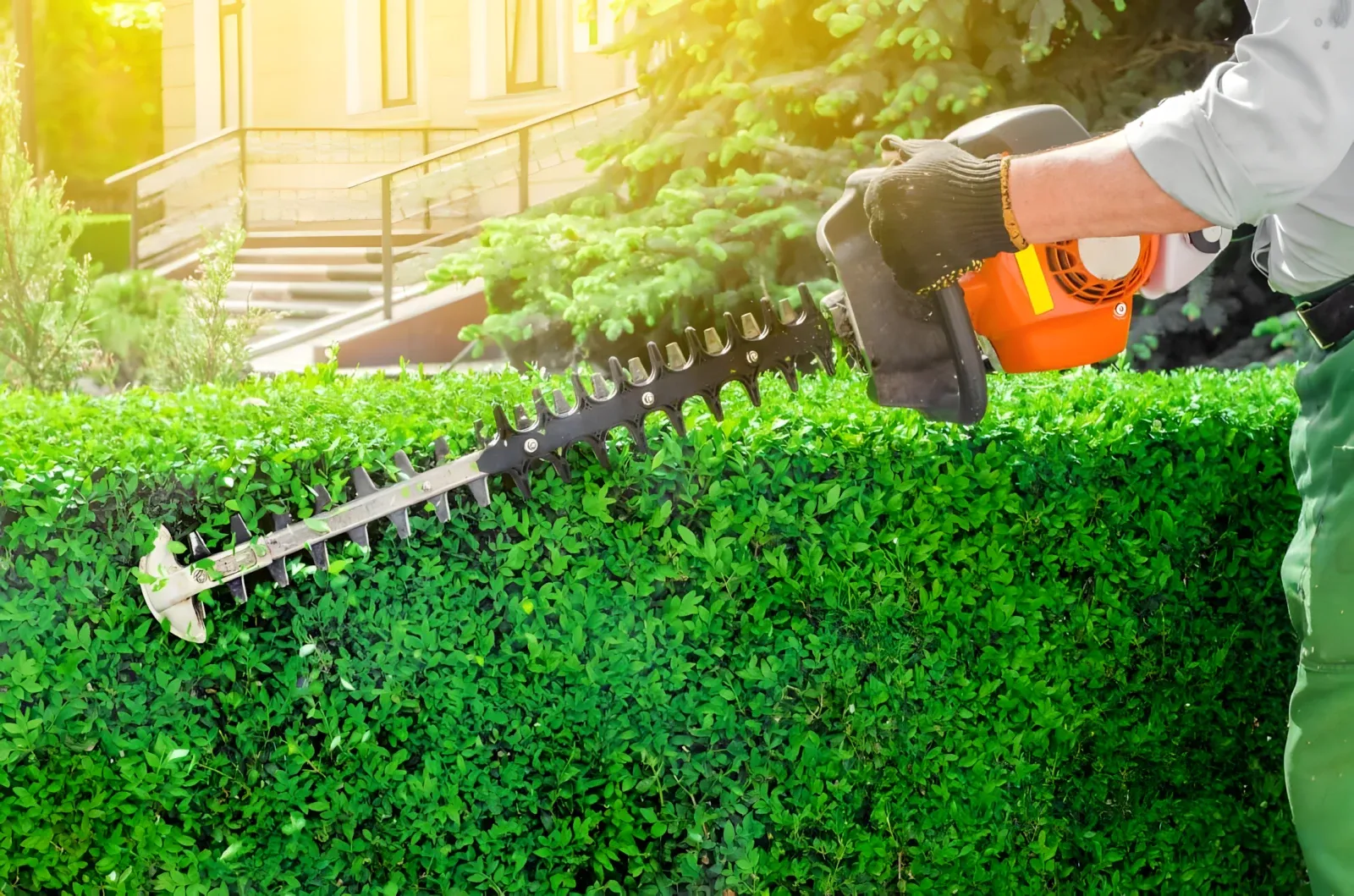 Hedge trimming at a commercial property in Tampa