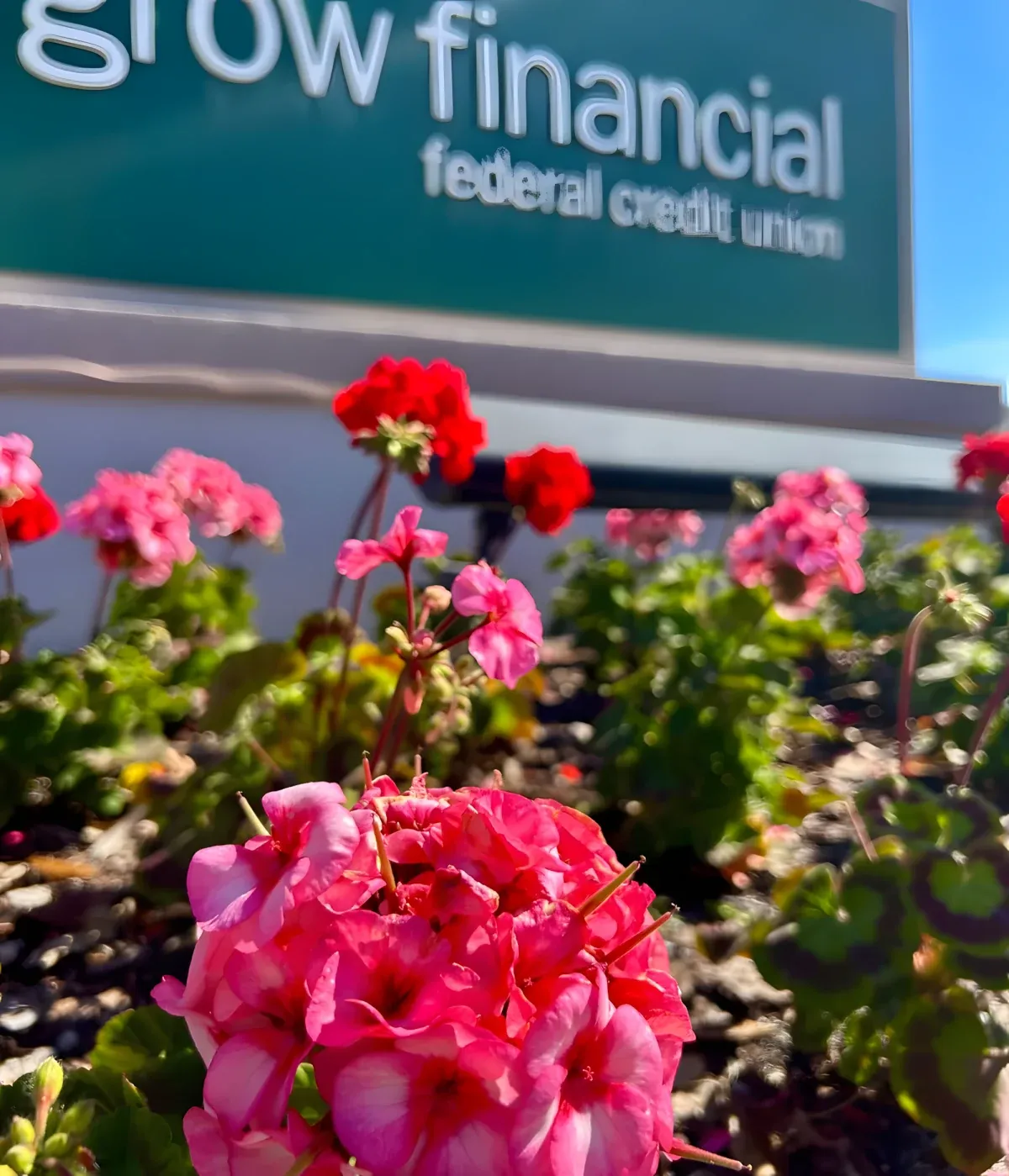Flower beds at a credit union branch in Tampa