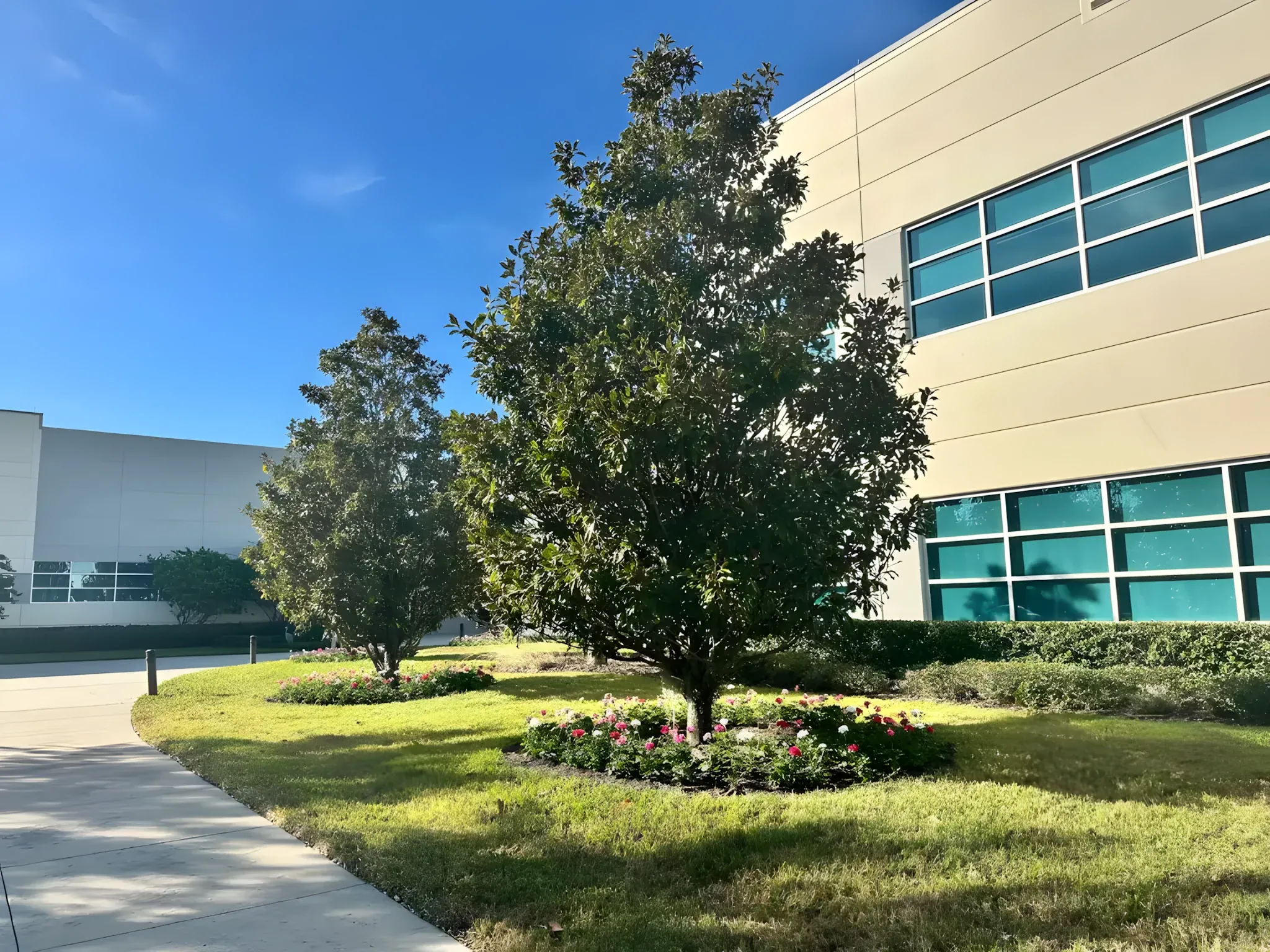 Trees and lawn at a Tampa office building