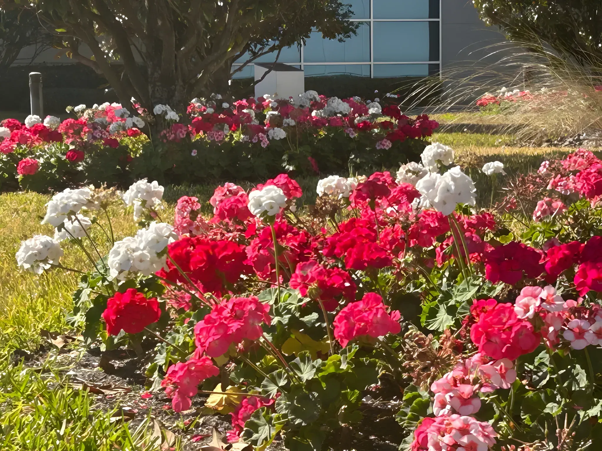 Flower beds at a Tampa office park