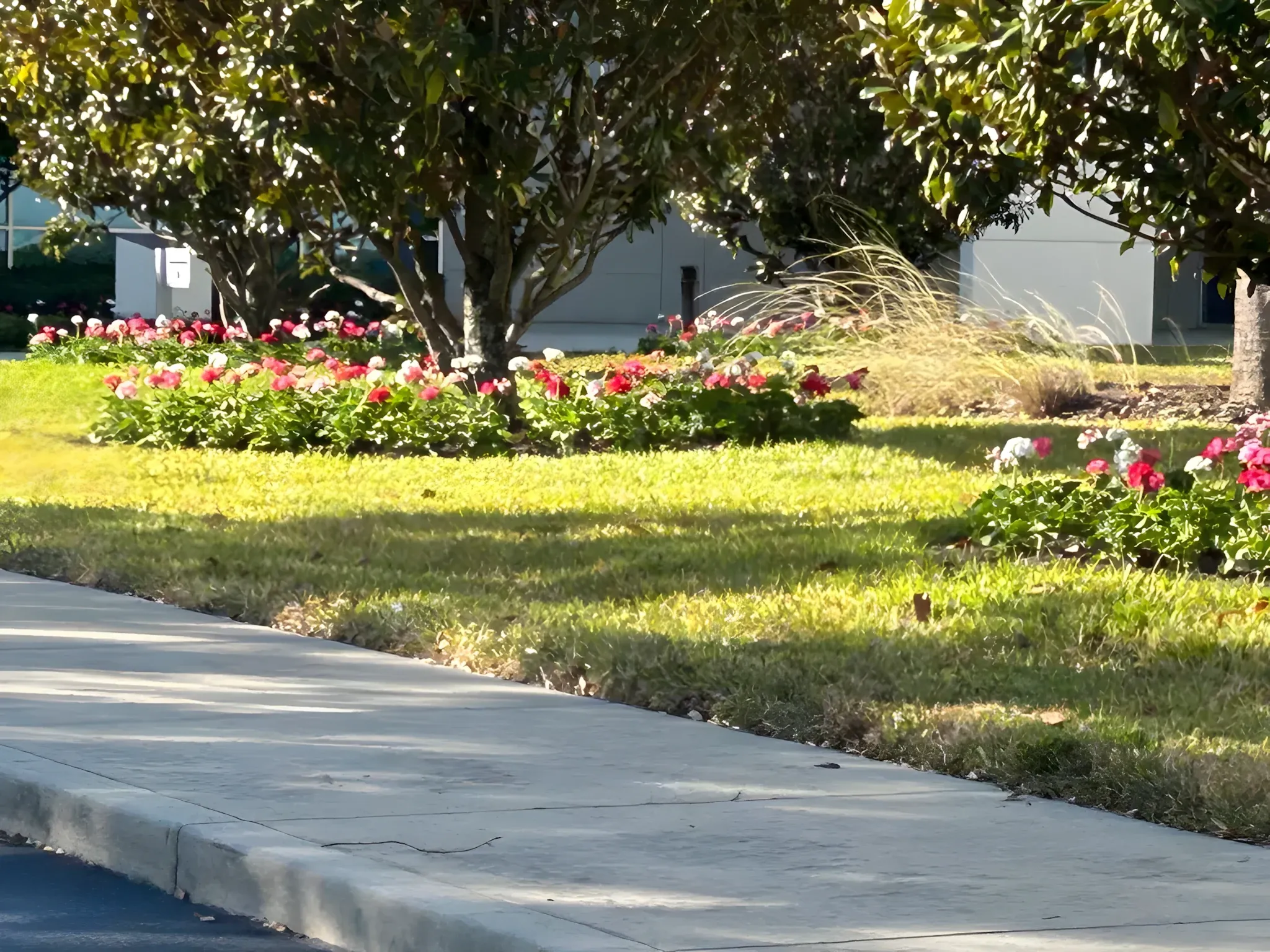 Walkway and lawn care at a Tampa commercial property