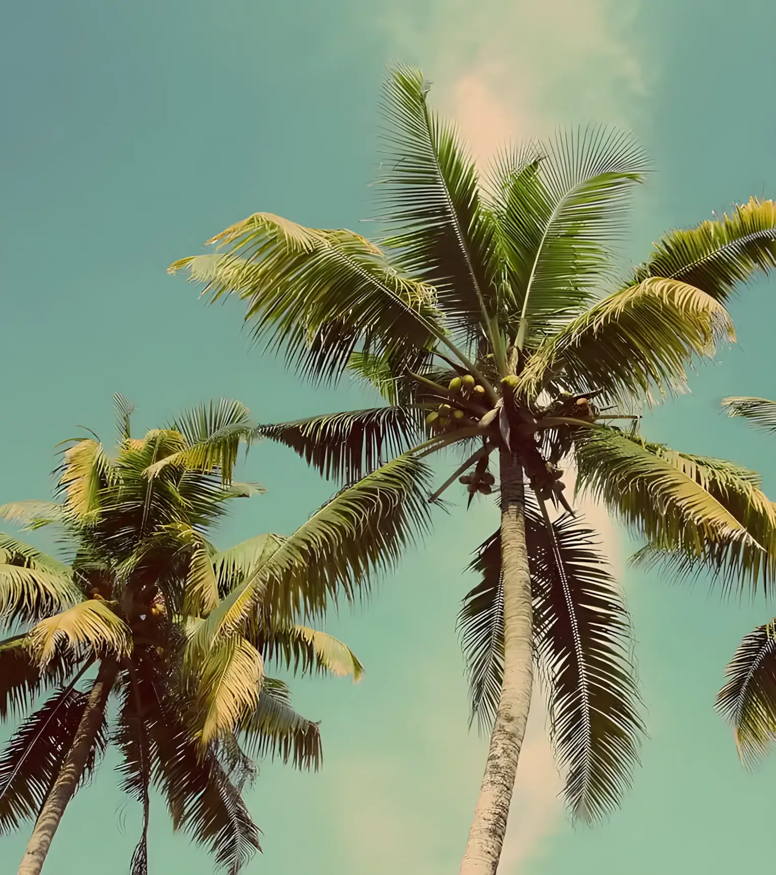 Palm tree care at a commercial property in Tampa