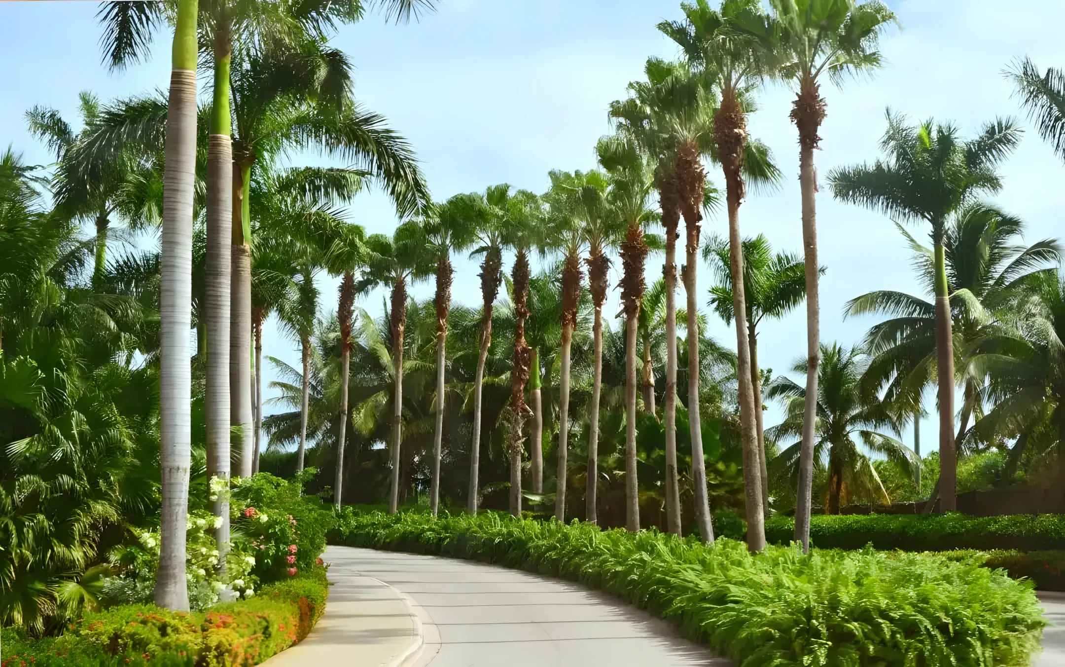 Row of maintained palm trees along a commercial driveway in Tampa
