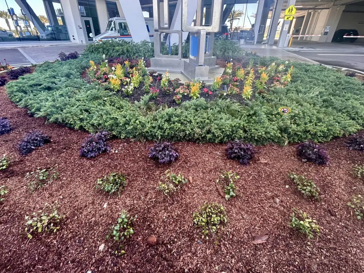 Entrance bed at a Tampa commercial property during installation and after planting matured