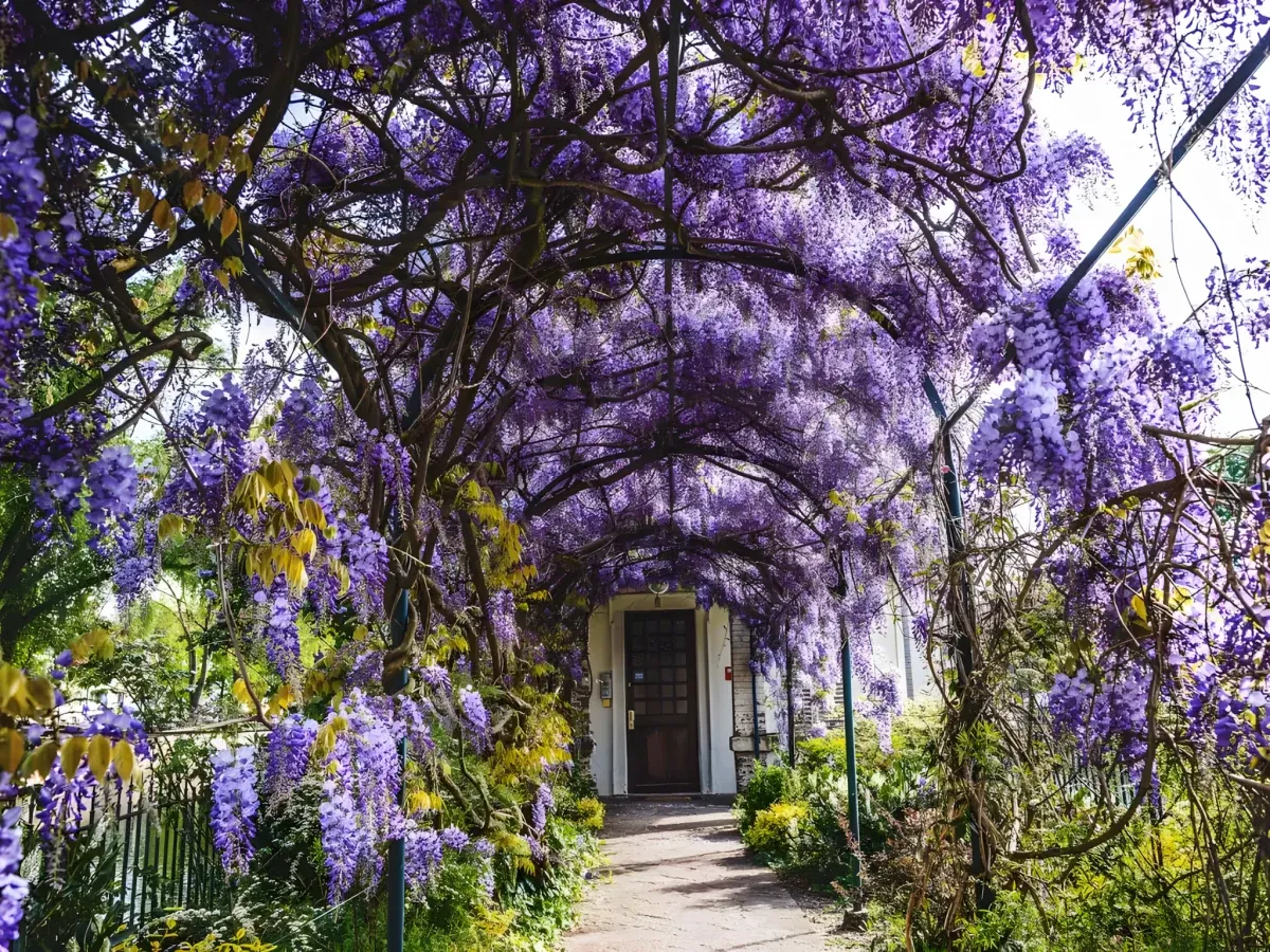 Residential garden with a wisteria trellis in Tampa